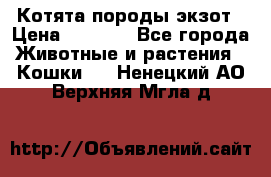 Котята породы экзот › Цена ­ 7 000 - Все города Животные и растения » Кошки   . Ненецкий АО,Верхняя Мгла д.